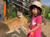  ภักดีฟาร์ม ฟาร์มกวางแห่งเดียวในพิษณุโลก🐑🦌