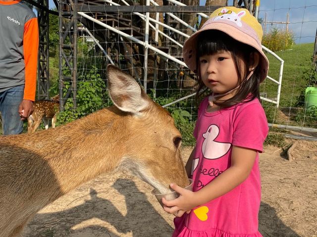  ภักดีฟาร์ม ฟาร์มกวางแห่งเดียวในพิษณุโลก🐑🦌