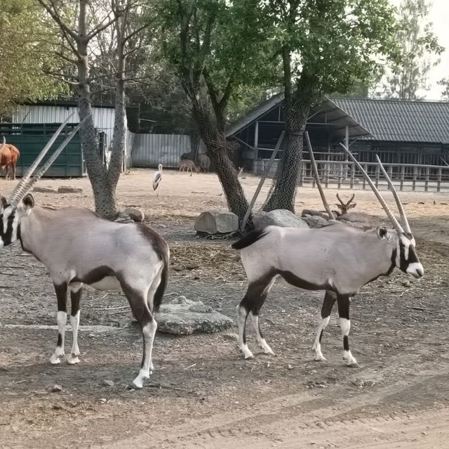 泰國最大野生動物園Safari world