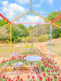 튤립 축제가 열리고 있는, 제주 상효원🌷