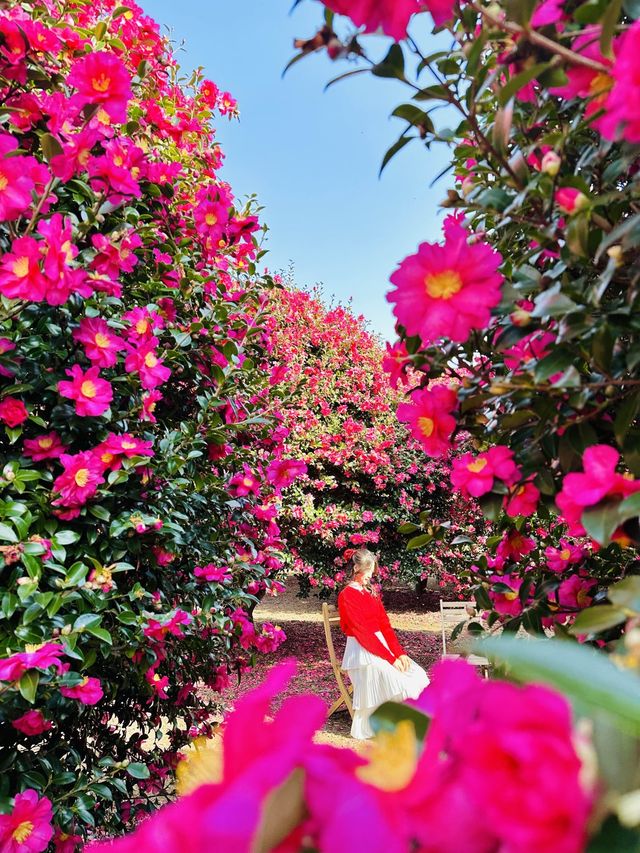 제주동백 끝판왕, 여기만 가도 완벽🌺❤️