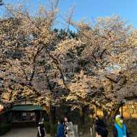 Special Heritage Site - Nagoya castle lightup