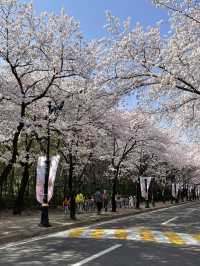 대구 최고의 벚꽃 명소, 이월드🌸