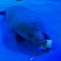 CP值超高的首爾COEX水族館