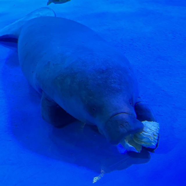 CP值超高的首爾COEX水族館