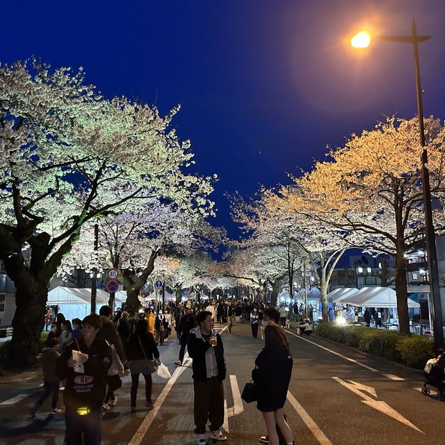 4年ぶりのひたちさくらまつり🌸