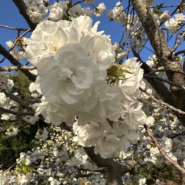 Sakura in Fukuoka!!! 