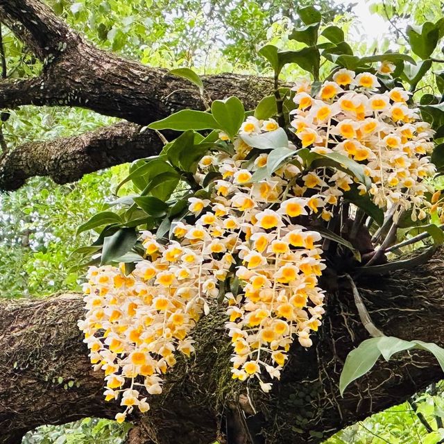 賞花日