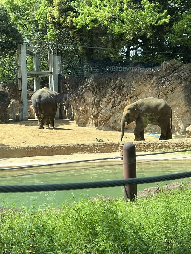 東京親子遊 - 恩賜上野動物園