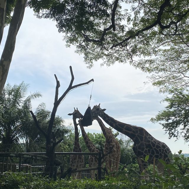 Singapore zoo