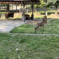 韓國必到景點首爾動物園