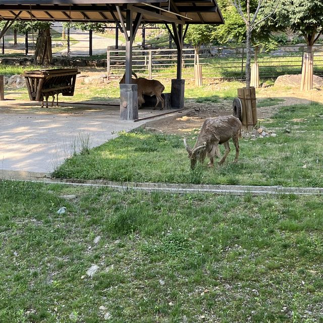 韓國必到景點首爾動物園