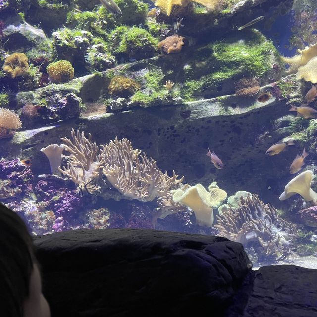 海洋公園😁夏日玩樂之旅