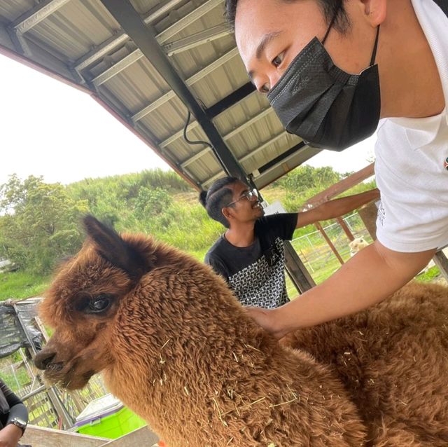 Going out for Lunch? Alpaca Lunch 