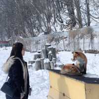 北海道北見🦊近距離親親狐狸牧場