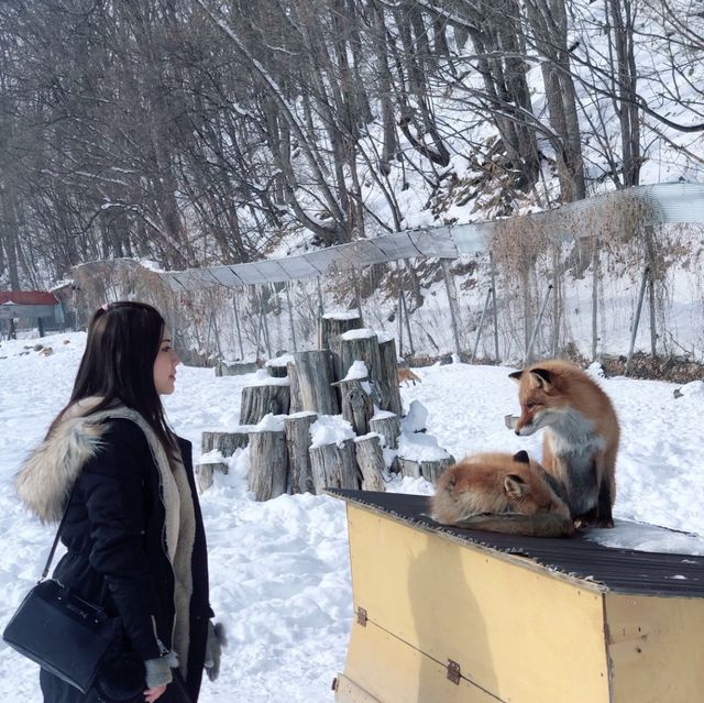 北海道北見🦊近距離親親狐狸牧場