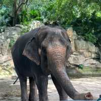 深圳野生動物園