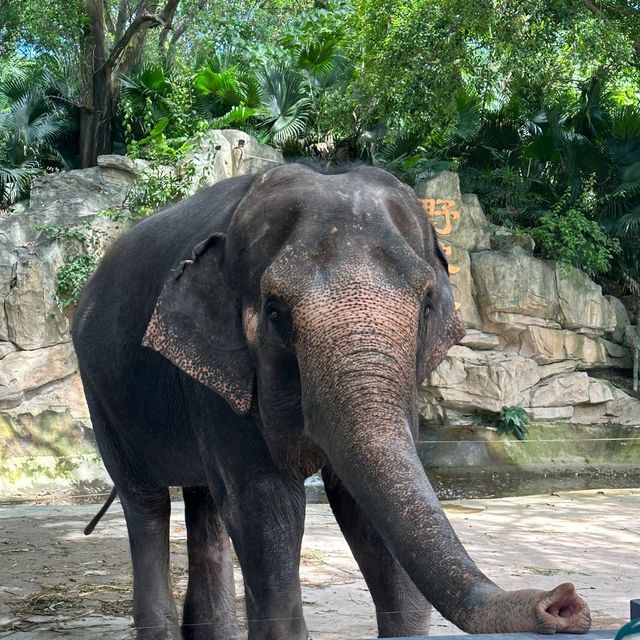 深圳野生動物園