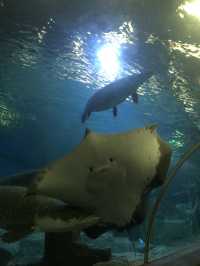 โลกใต้ทะเลที่พัทยา🐳🐋🐬