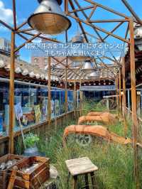【韓国旅行】コンセプトがすごい👏🏻益善洞の牧場⁉️チーズ工房＆カフェ