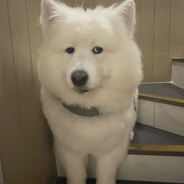 🌈坐榻榻米既cafe仲有隻可愛既狗店長🐶