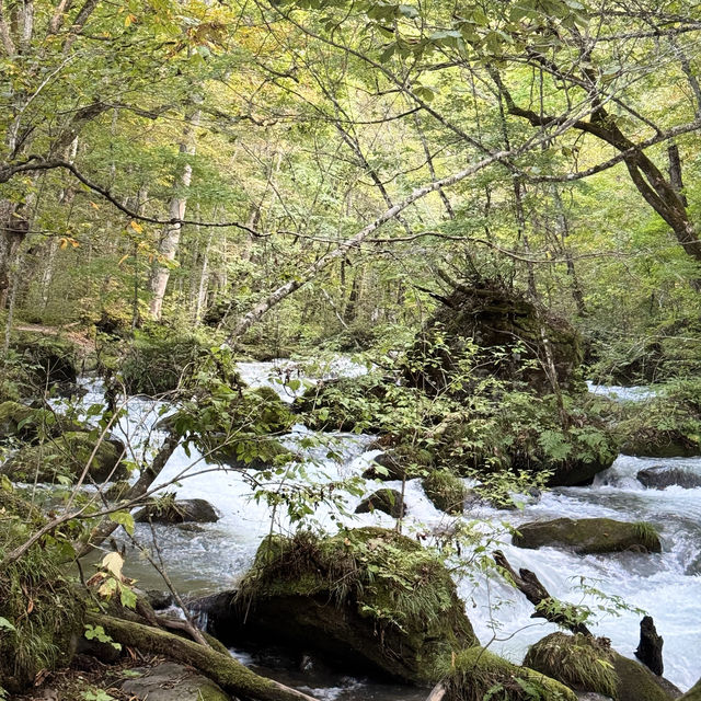 日本東北-親親大自然 《奧入瀨溪流》