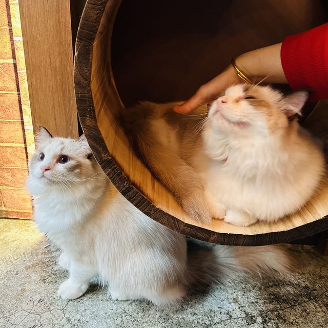 風球下的與貓同樂 風球下的與貓同樂
