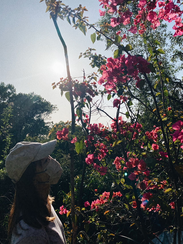 觀賞青馬大橋的行山之旅