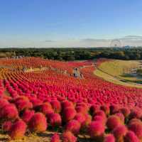 Kochia season and Apple picking 