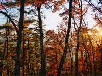 Panoramic view of Mt. Fuji (fall edition)