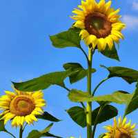 向日葵畑 🌻🌞燦爛陽光下的黃金海洋🌅🌻