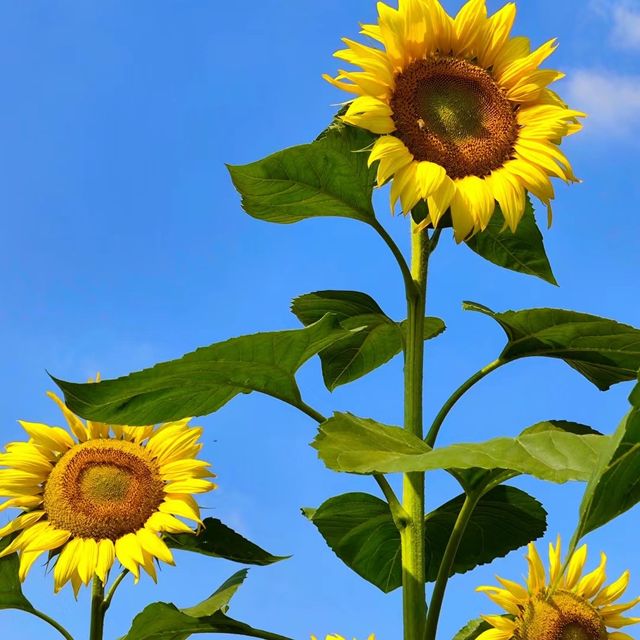 向日葵畑 🌻🌞燦爛陽光下的黃金海洋🌅🌻