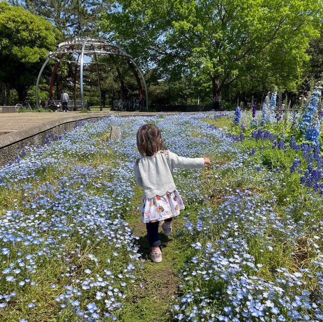 ネモフィラの穴場