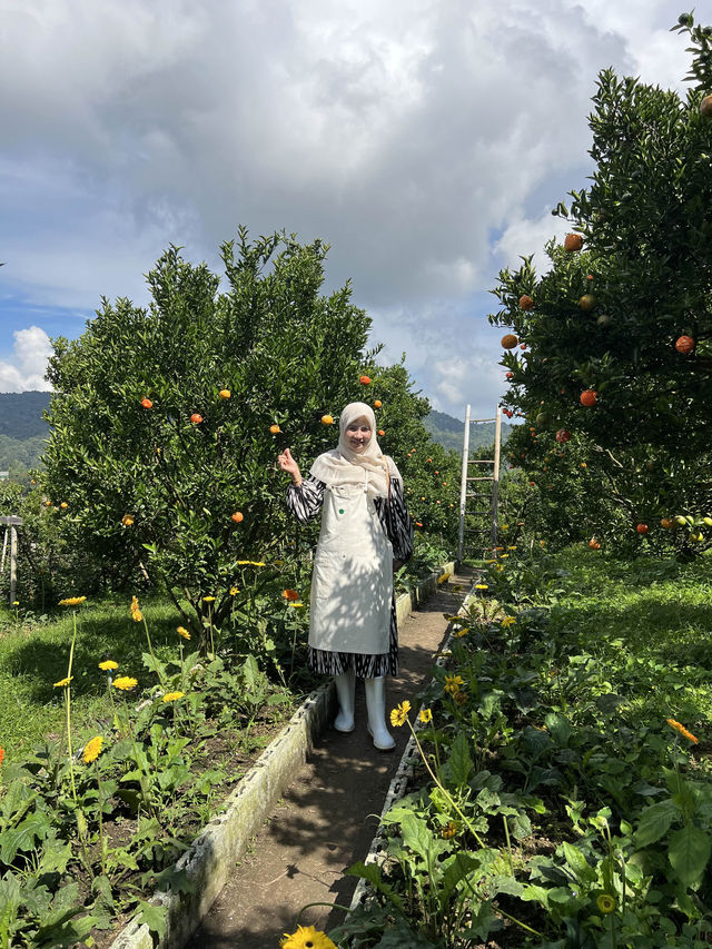 Jinju the orange farm chaingmai