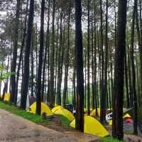Alas veenuz in Mojokerto 