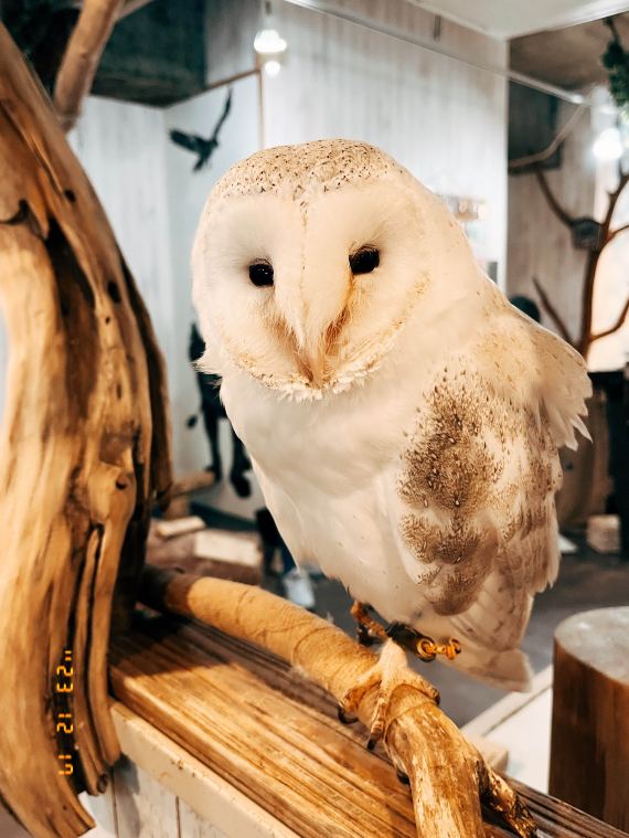 🇯🇵 日本大阪探店X猛禽類カフェraptorland Shovel 🦉｜Trip.com 大阪