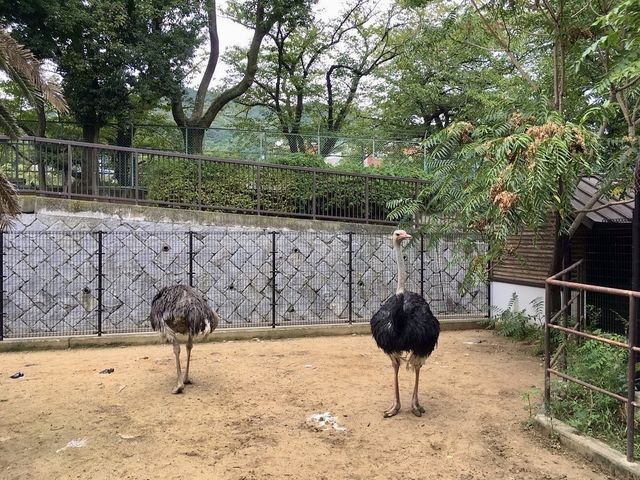 Kobe Oji Zoo