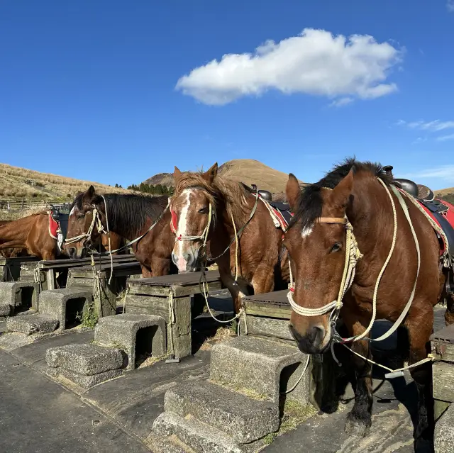 阿蘇 草千里 騎馬體驗及餐廳🐴