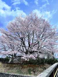 【栃木】桜の時期にオススメ！一日遊べる道の駅ろまんちっく村