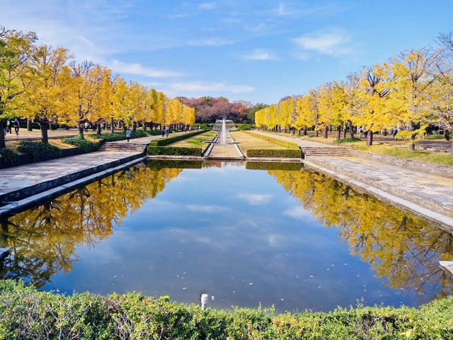 Golden Leaves in Autumn