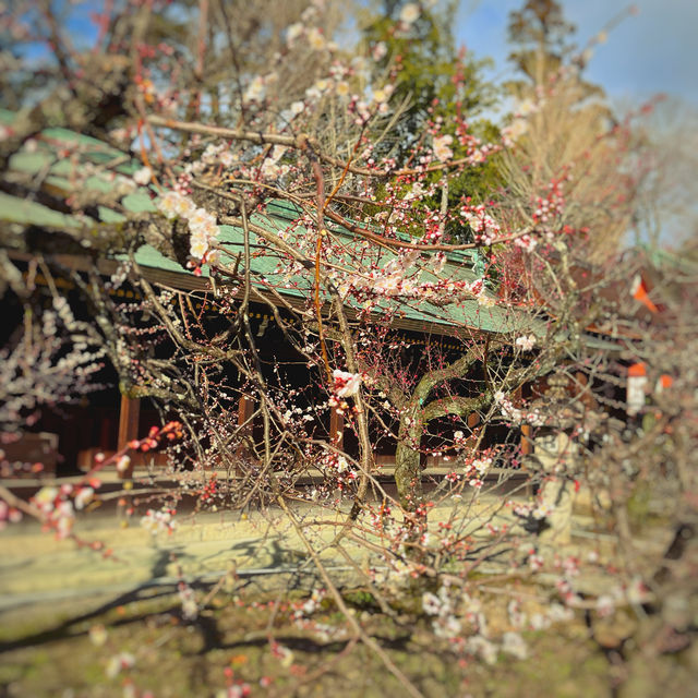 北野天満宮の桜と梅