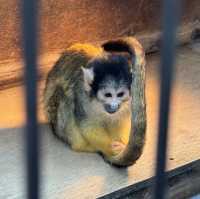 【デートにもオススメ】静岡 伊豆 伊豆シャボテン動物公園 ゼロ距離で触れ合える可愛い動物たちと多肉植物