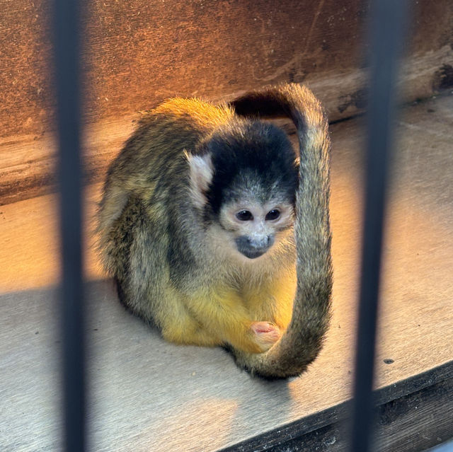 【デートにもオススメ】静岡 伊豆 伊豆シャボテン動物公園 ゼロ距離で触れ合える可愛い動物たちと多肉植物