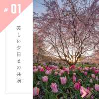 🌸【静岡】はままつフラワーパークで春を満喫🌸