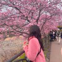 Kawazu Sakura festival in Japan