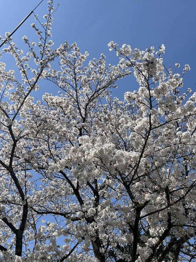 【うきは観光】桜の季節がオススメな山の上の絶景スポット