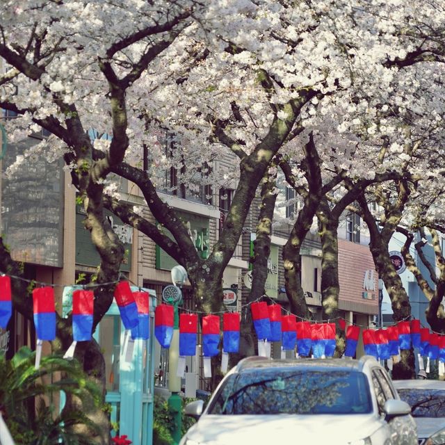 🌸 제주시의 봄을 대표하는 명소, 전농로벚꽃거리