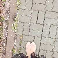 온세상이 딸기우유색으로 물든 무심천🌸