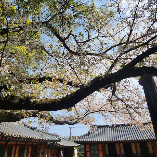한국의 미와 어우러진 벚꽃명소, 제주 삼성혈🌸