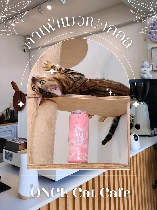 คาเฟ่แมวแบงกอล ONCE Cat Cafeใจ